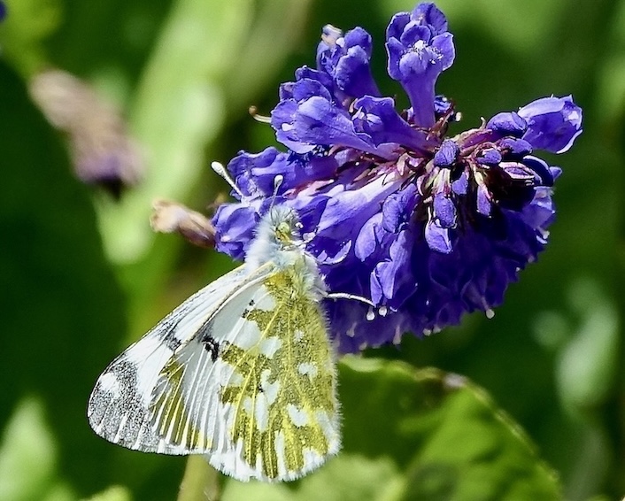 mountain dappled white